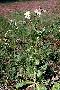 View a larger version of this image and Profile page for Erigeron philadelphicus L.