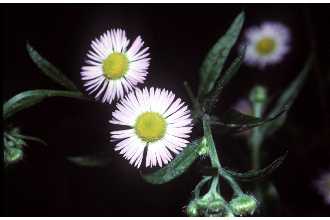 Photo of Erigeron philadelphicus L.