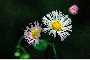 View a larger version of this image and Profile page for Erigeron philadelphicus L.