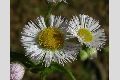 View a larger version of this image and Profile page for Erigeron philadelphicus L.