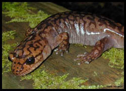 Coastal Giant salamander