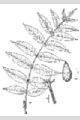 View a larger version of this image and Profile page for Juglans cinerea L.