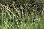 View a larger version of this image and Profile page for Typha latifolia L.