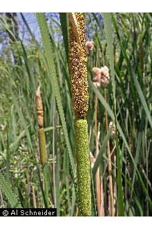Photo of Typha latifolia L.