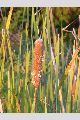 View a larger version of this image and Profile page for Typha latifolia L.