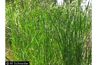 Photo of Typha latifolia L.