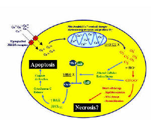 Figure 3. The sequence of events by which NMDA antagonists exert their apoptotic effects. They include: a rise in intracellular Ca superscript 2+, the release from mitochondria of the superoxide anion, increased formation of pro-apoptotic Bax/Bax homodimers, leakage of cytochrome c into the cytoplasm, and caspase activation. (40352 bytes)