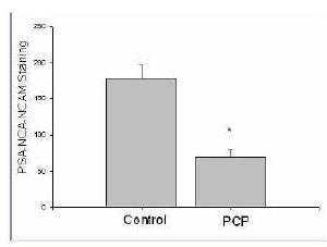 Figure 8. Quantitation of PSA-NCAM immunostaining following in vivo treatment of rat pups with saline (control) or PCP. 