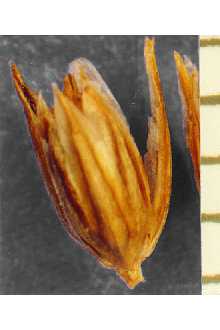 Photo of Juncus arcticus Willd. ssp. littoralis (Engelm.) Hultén