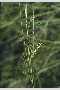 View a larger version of this image and Profile page for Juncus arcticus Willd. ssp. littoralis (Engelm.) Hultén
