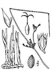 Line Drawing of Juncus arcticus Willd. ssp. littoralis (Engelm.) Hultén