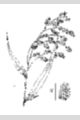 View a larger version of this image and Profile page for Chasmanthium latifolium (Michx.) Yates