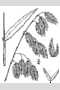 View a larger version of this image and Profile page for Chasmanthium latifolium (Michx.) Yates