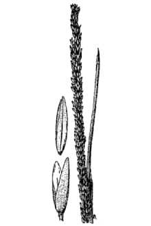 Line Drawing of Muhlenbergia rigens (Benth.) Hitchc.