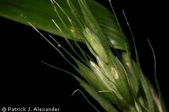 Photo of Elymus virginicus L.