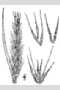 View a larger version of this image and Profile page for Elymus virginicus L.