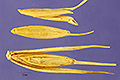 View a larger version of this image and Profile page for Elymus virginicus L.