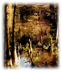 Cypress Knees