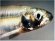 Delta smelt icon. Launches fish info page.