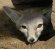 San Joaquin kit fox icon. Launches mammal info page.