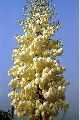 View a larger version of this image and Profile page for Hesperoyucca whipplei (Torr.) Baker