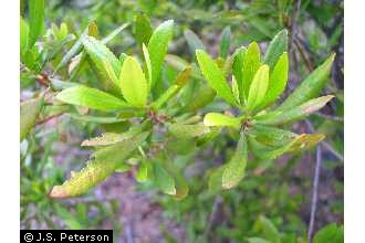 Photo of Morella californica (Cham.) Wilbur