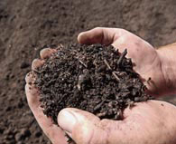 cupped hands holding compost