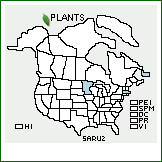 Distribution of Salix ×rubella Bebb [candida × eriocephala]. . 