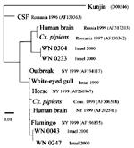 Figure. Phylogenetic comparison of human West Nile virus isolates from the Israel 2000 outbreak with sequences from the EMBL/GenBank database. The PHYLIP DNA Maximum Likelihood program (bootstrap = 100) was used to compare a 1,648-nt sequence encoding the PreM, M gene, and part of the E gene from the four human outbreak isolates with nine sequences from the EMBL/GenBank database (accession numbers in parentheses and one from a 1999 isolate from an Israeli White-eyed Gull. CSF = cerebrospinal fluid sample.
