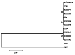 Figure. Phylogenetic relationships among West Nile virus strains collected in 2000. This tree is based on the 1503-bp envelope gene. Distance analysis based on Kimura 2-parameter distance including both transitions and transversions. Numbers at the nodes are bootstrap confidence estimates based on 500 replicates