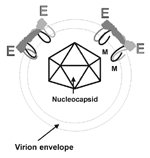 Figure 2. Diagram of the flavivirus virion. An icosahedral nucleocapsid (half shown here) encloses the virion RNA. The virion has an envelope derived from the host cell membranes. E-glycoprotein (E), an integral membrane protein, is arranged as homodimers (head-to-tail) and associates with the other integral membrane proteins prM protein (in immature virions).