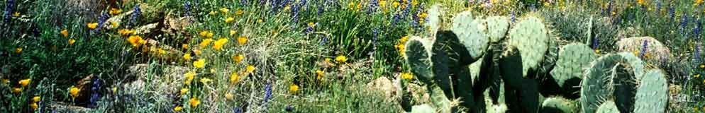 AZ desert wildflowers