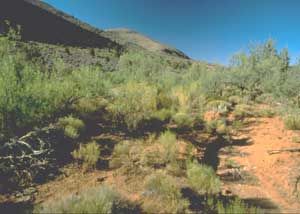 Grand Canyon-Parashant Scenic View