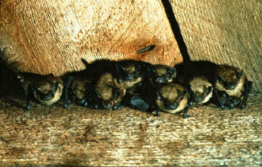 Big Brown batS