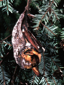 A hoary bat in a hemlock tree.