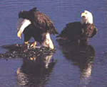 [Photo]: Bald eagles in river.