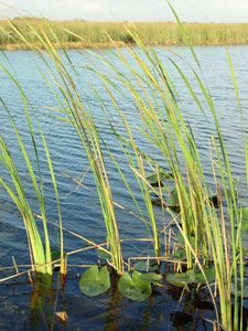 Reeds in a pond. If you need further assistance, call 800-853-1351 or email answers@bts.gov.