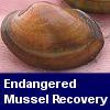 Endangered Mussel Recovery