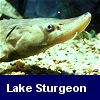Lake Sturgeon