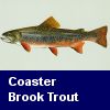 Coaster Brook Trout
