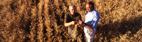 Root Disease and Biological Control Research Site Logo