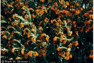 Photo of Amsinckia grandiflora (Kleeb. ex A. Gray) Kleeb. ex Greene