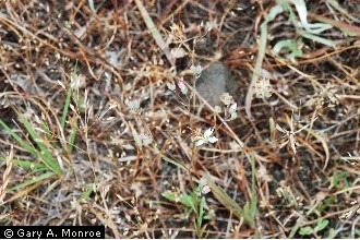 Photo of Hesperolinon congestum (A. Gray) Small