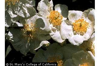 Photo of Carpenteria californica Torr.