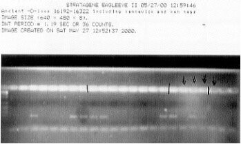 PCR 1