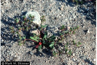 Photo of Dodecahema leptoceras (A. Gray ex Benth.) Reveal & Hardham