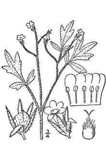 Line Drawing of Phacelia covillei S. Watson