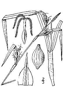 Line Drawing of Carex hitchcockiana Dewey