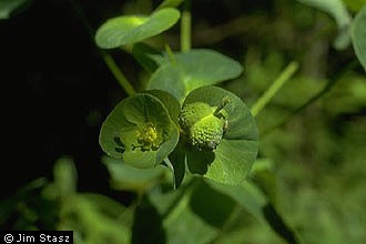 Photo of Euphorbia purpurea (Raf.) Fernald