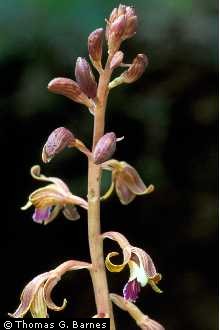Photo of Hexalectris spicata (Walter) Barnhart